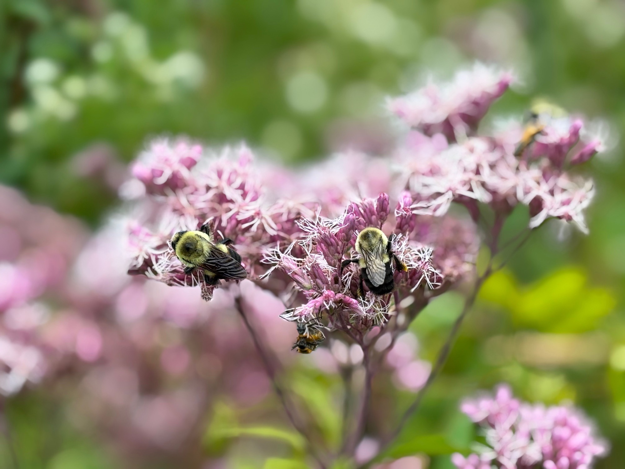 Bees gathering nectar from wildflowers along the Leelanau Trail