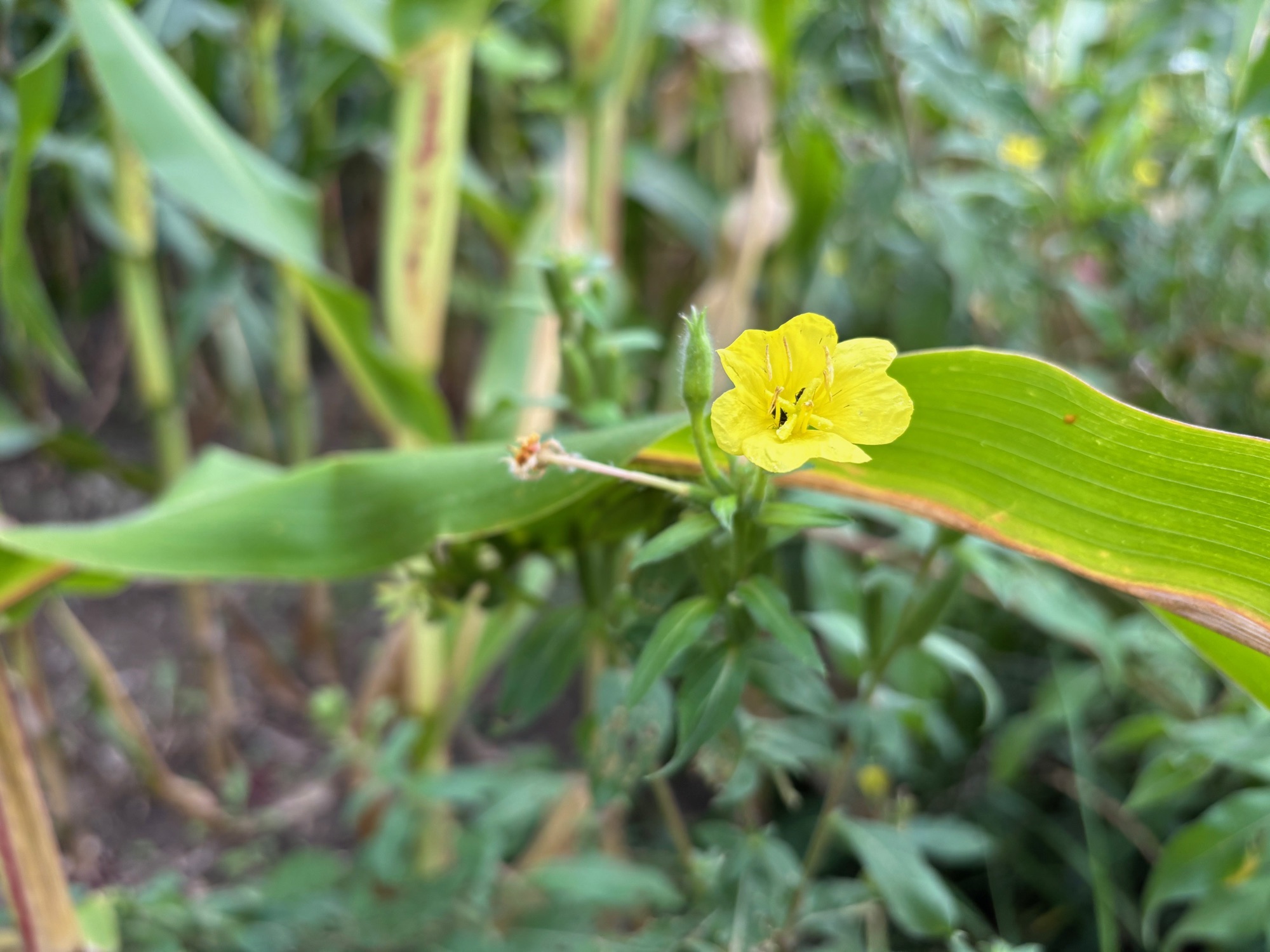 A yellow wildflower blooming along the Leelanau Trail