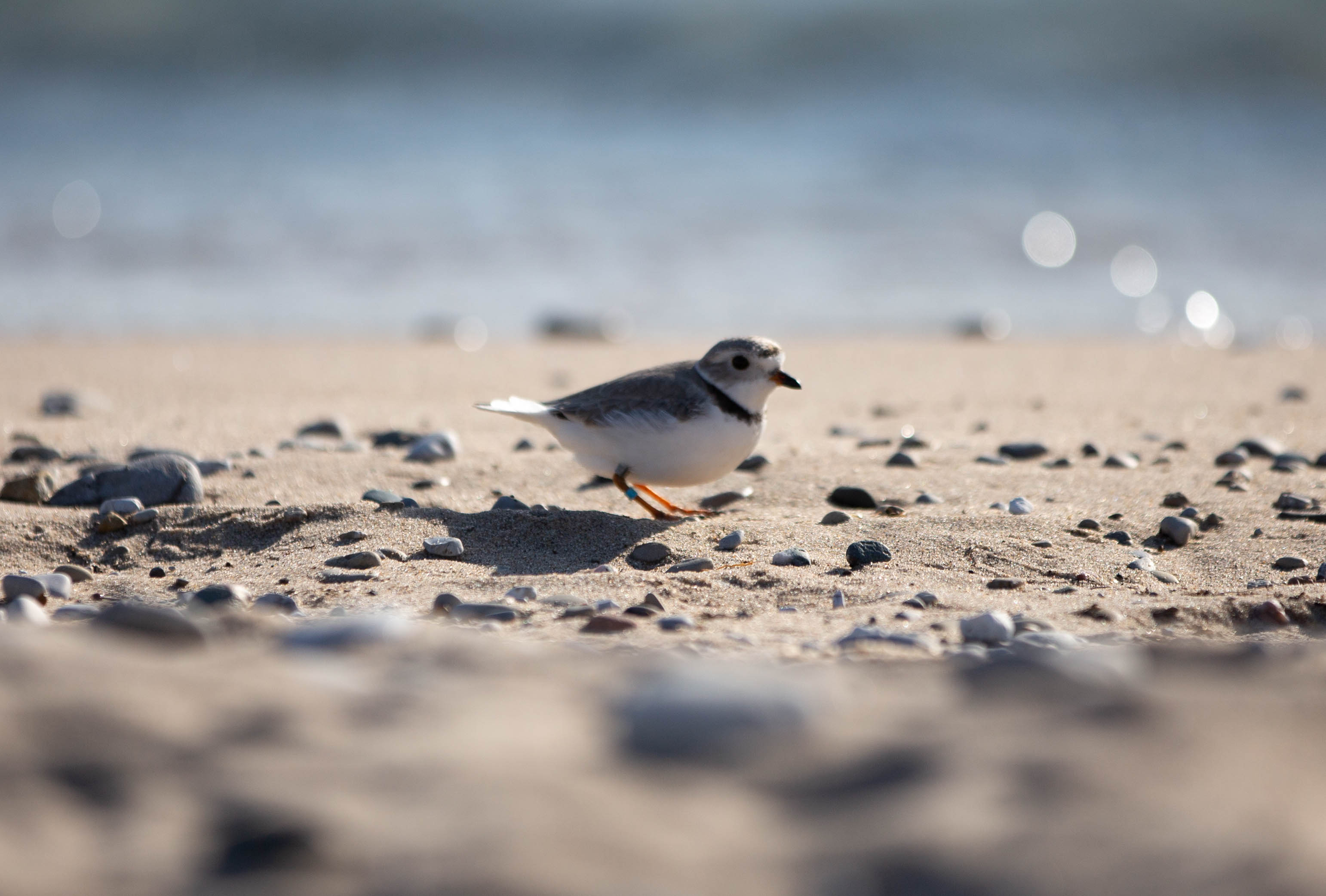 A Piping Plover on the pebbled Great Lakes shoreline