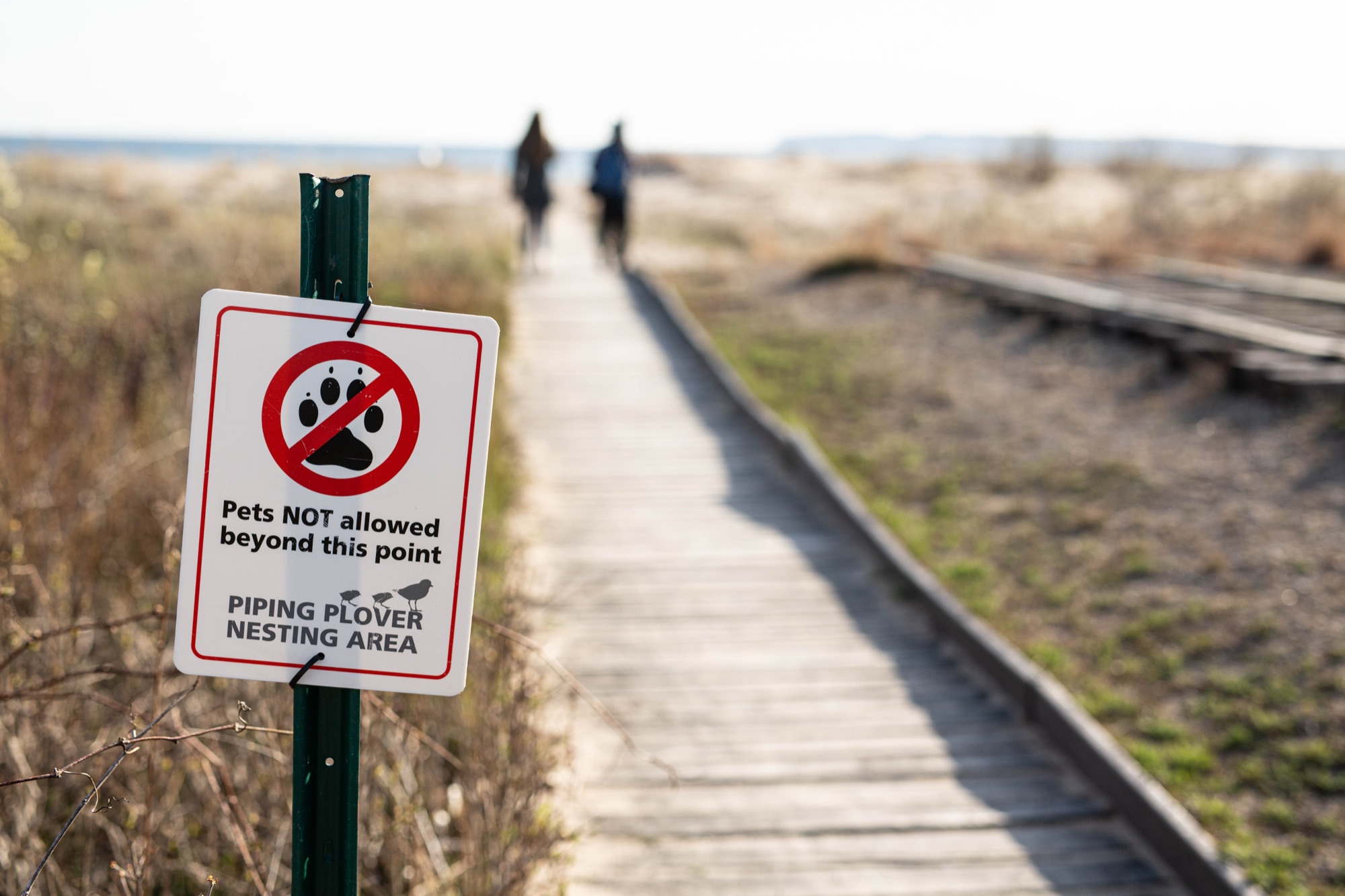 A Piping Plover nesting area sign on the beach